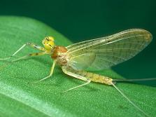 Mayfly